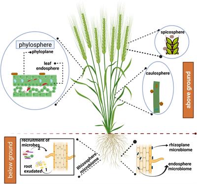 Wheat Microbiome: Structure, Dynamics, and Role in Improving Performance Under Stress Environments